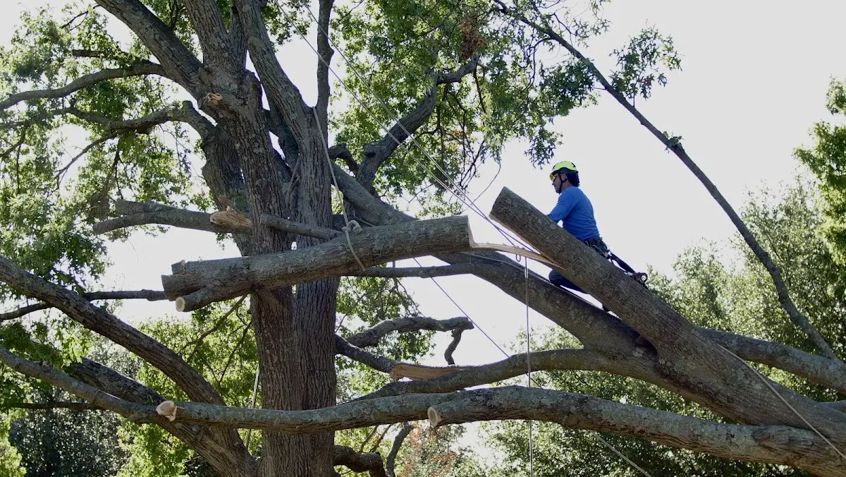 Professional Hazardous Tree Removal performed by certified arborists in Ladora